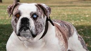 All about Alapakh purebred bulldogs