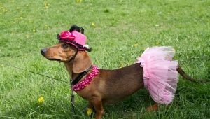 Choose a name for the dachshund girl