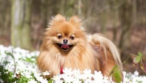 Choose a nickname for the Spitz