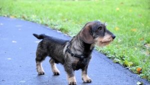Wire-haired dachshunds: types, character and features of leaving