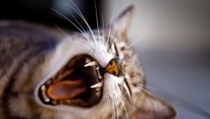 Cat's teeth: quantity, structure and care