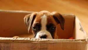 Adaptation of a puppy and an adult dog in a new house