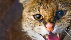 Aggression in cats and cats: the main causes and methods of solving the problem