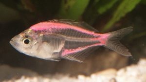 Aquarium fish glass perch: description, maintenance and breeding