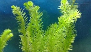 Elodea aquarium plant: how to maintain and care?