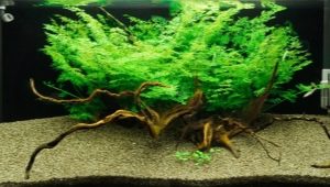 Aquarium fern: species, selection, maintenance and breeding