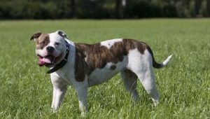 American Breeds of Dogs: Varieties and Selection Tips