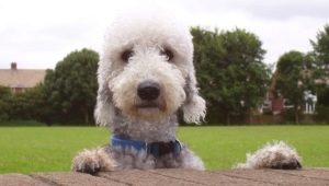Bedlington Terrier: description and content of the breed