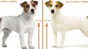 What is the difference between the Parson Russell Terrier and the Jack Russell Terrier?