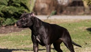 Black pit bull: description and nuances of the content