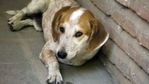 Mongrels: description of mongrel dogs and the subtleties of their breeding