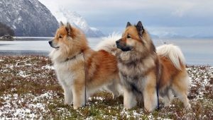 Eurasiers: dog breed description, temperament and basic care