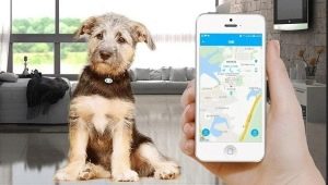 GPS trackers for dogs: why are they needed and how to choose them?