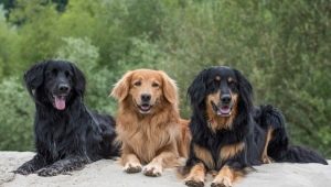 Hovawart: origin, temperament, basic care