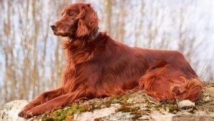 Irish Setter: breed profile, temperament and grooming tips
