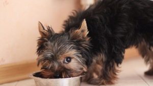 How and what to feed Yorkshire terriers?