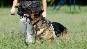 How to teach a dog a team nearby?