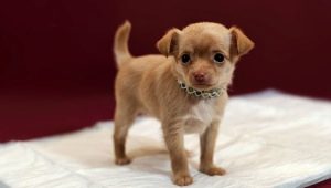 How to teach a dog to go to a diaper?