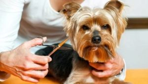 How to care for the Yorkshire Terrier?