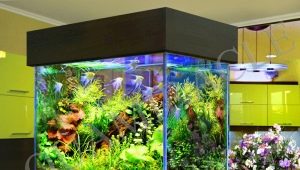 What algae are in the aquarium and how to get rid of them?