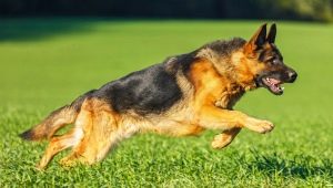 What is the nickname for German shepherd boys?