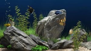 Aquarium stones: types, selection and application