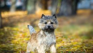 Cairn Terrier: characteristics of the breed, content and choice of nickname