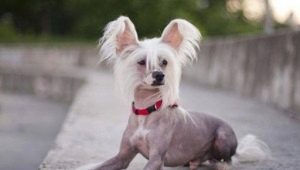 Chinese Crested Dog: Description and Subtleties of Content