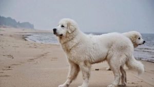 Kuvas: dog breed description, temperament, grooming