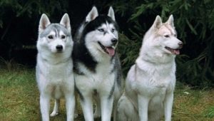 Seviyor: köpekler hakkında bilmeniz gereken her şey