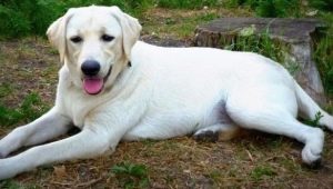 Best nicknames for a Labrador