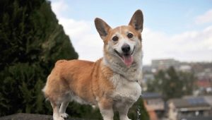 Morgues Corgi: description and content