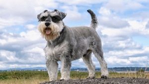 Mittelschnauzer: breed description and nuances of content