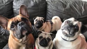 Pug and french bulldog: who to choose?