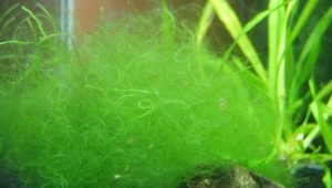 Filament in the aquarium: the causes of algae and methods of control