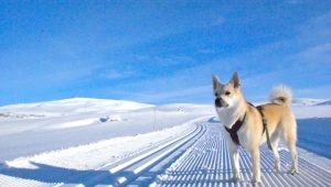 Norwegian Buhund: breed characteristics, rules of care