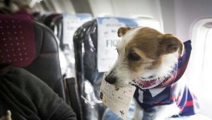 Features of transporting dogs on an airplane