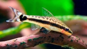 Ototsinklusy: characteristic, varieties, care and reproduction