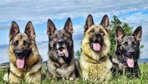 Shepherd dogs: types, characteristics, selection and care tips