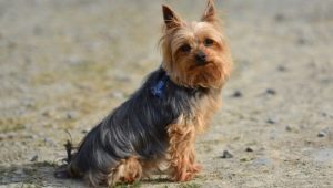 Pros and Cons of Yorkshire Terrier