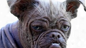 Pug mix and Chinese crested