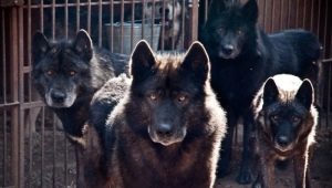 Crossbreed dog and wolf: features and types