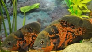Who does cichlids get along with in an aquarium?