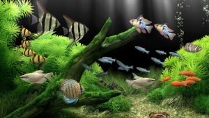The most unpretentious aquarium fish: varieties, selection and care