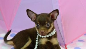 Chocolate toy terriers: features, characteristics and rules of care