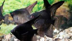 Black angelfish: how do fish look and how to care for them?