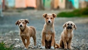 How many mutts live on the street and at home?