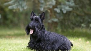 Scotch terrier: description of the breed and the nuances of its content