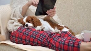 Medium-sized dogs for the apartment: the best breeds and rules of keeping