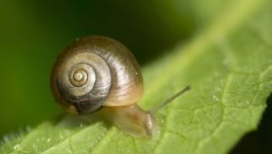 Coil snails in an aquarium: features, benefits and harms